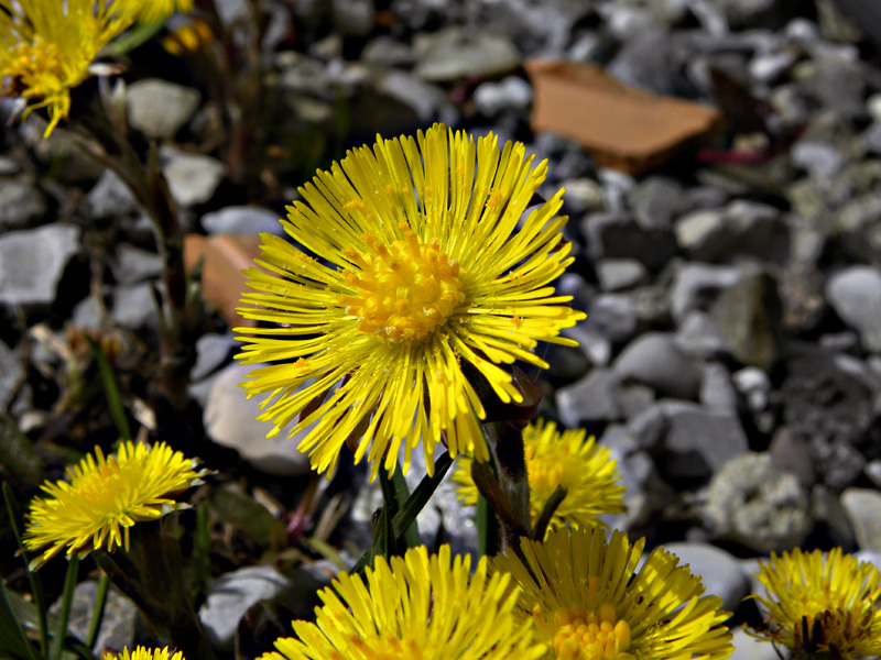 Tussilago farfara